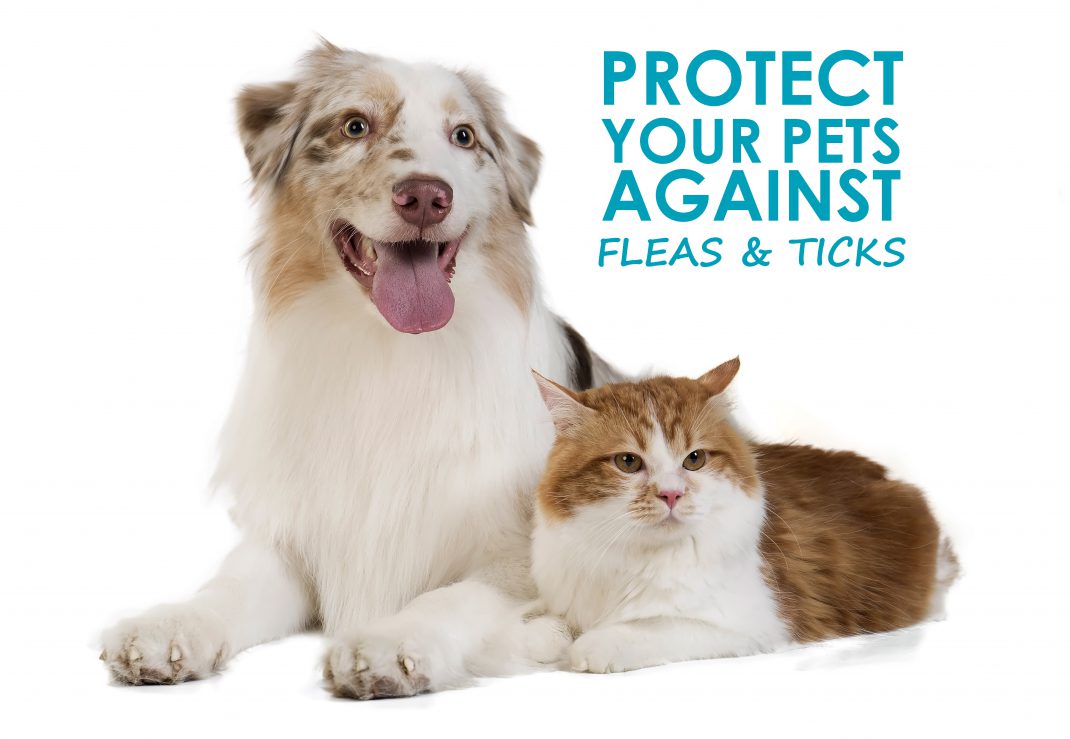 Protect Your Pets Against Fleas and Ticks