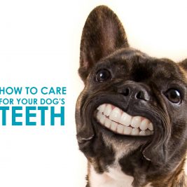 how-to-care-for-your-dogs-teeth