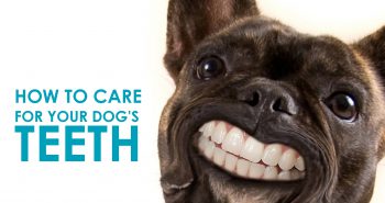 how-to-care-for-your-dogs-teeth