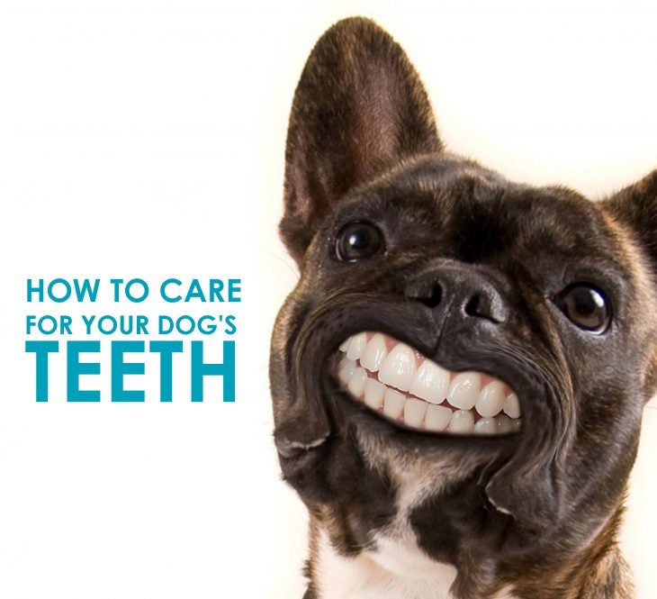 how-to-care-for-your-dogs-teeth