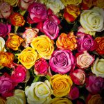 roses-bouquet