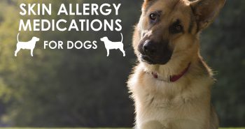 skin-allergy-medications-for-dogs
