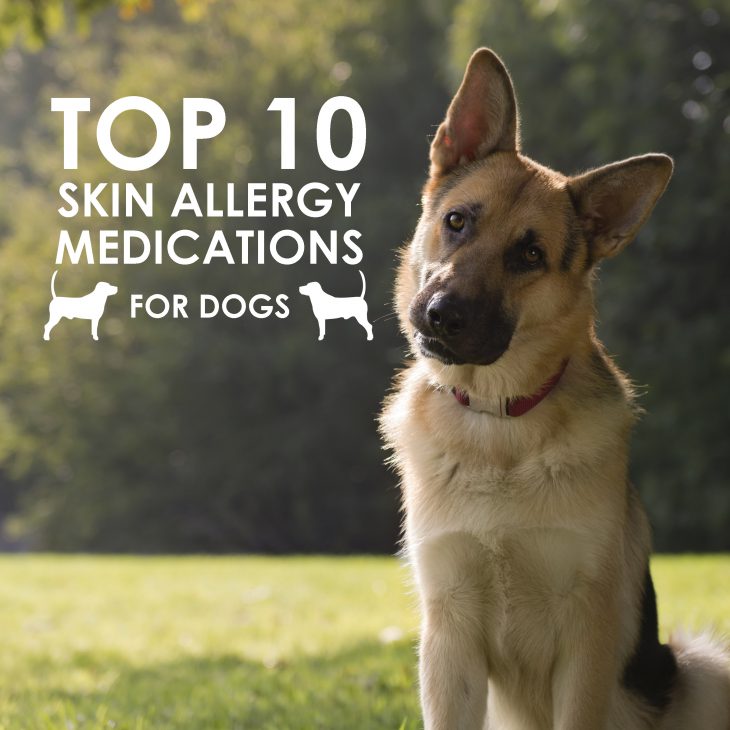 Skin Allergy Medications for Dogs 