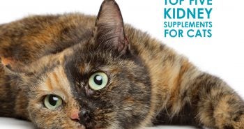 top-five-kidney-supplements-for-cats