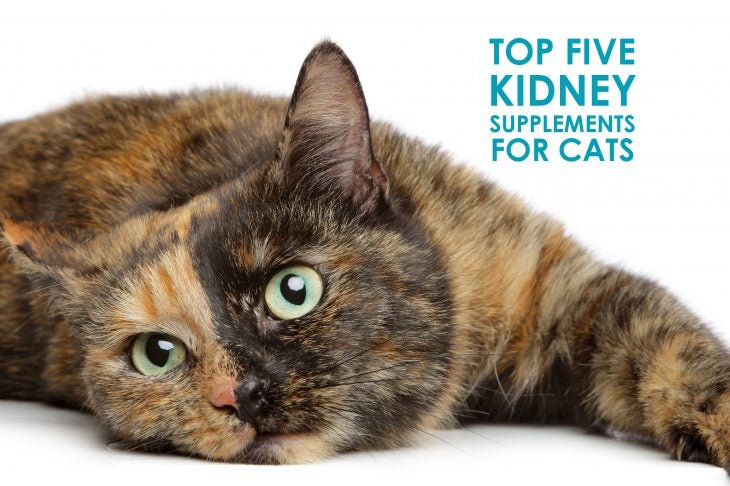 best supplements for cats with kidney disease