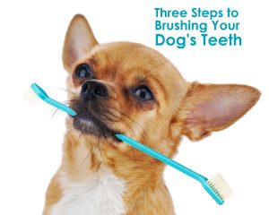 three-steps-to-brushing-your-dogs-teeth