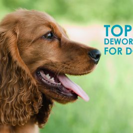 top-10-dewormers-for-dogs