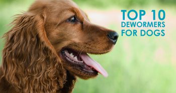 top-10-dewormers-for-dogs