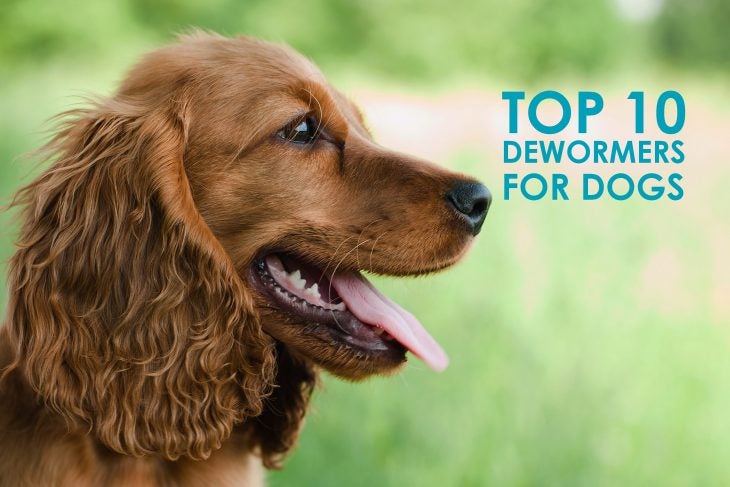 top-10-dewormers-for-dogs