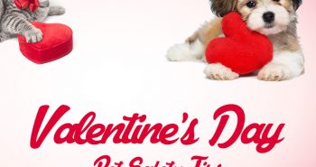 valentines-day-pet-safety-tips