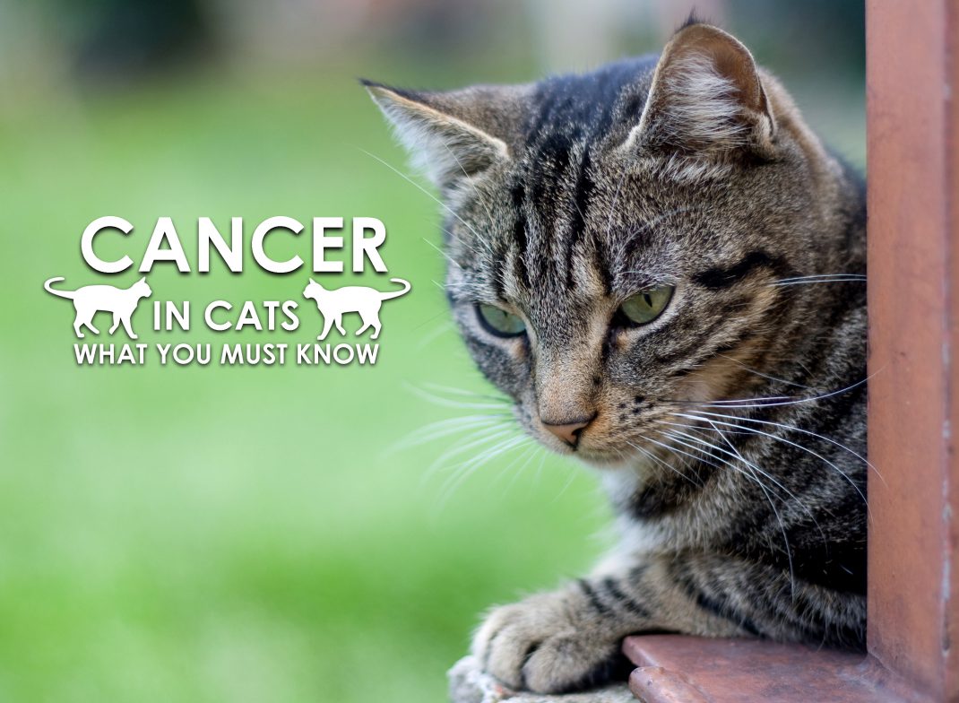 Cancer in Cats What You Must Know