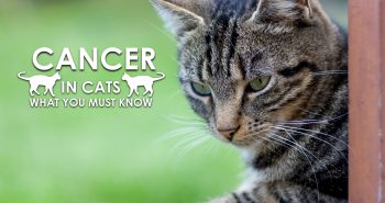 Cancer in Cats What You Must Know