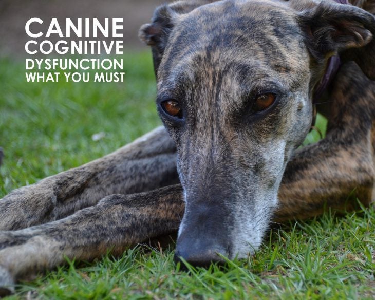 canine cognitive dysfunction