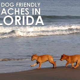dog-friendly-beaches-Florida