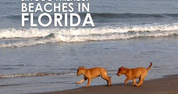 dog beaches friendly florida epilepsy formulated suffering finally dogs help allivet alzheimer six must previous visit