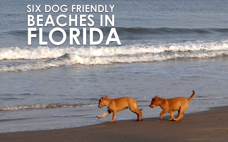 dog-friendly-beaches-Florida