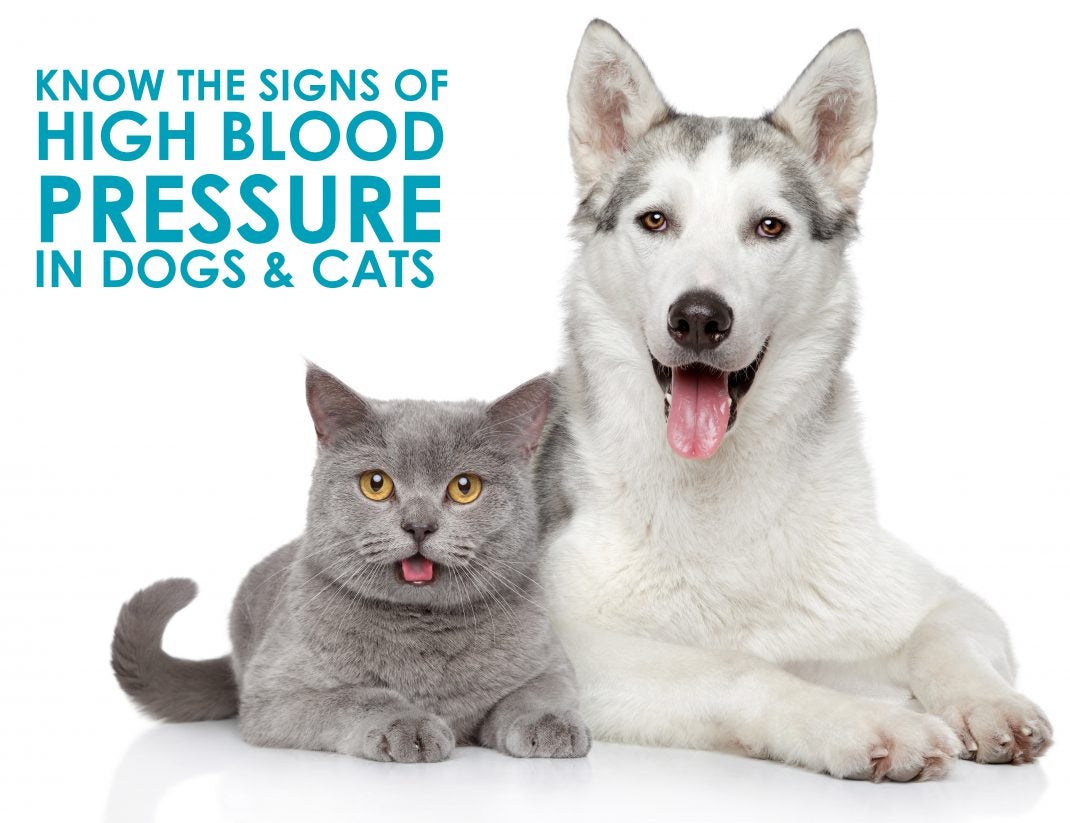 Know the Signs of High Blood Pressure in Dogs and Cats