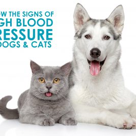 Know the Signs of High Blood Pressure in Dogs and Cats