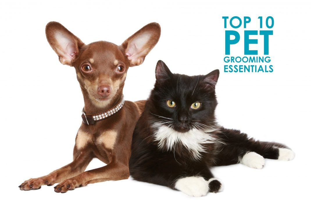 Top 10 Pet Grooming Essentials Allivet Pet Care Blog