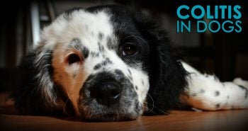 colitis in dogs causes symptoms solutions