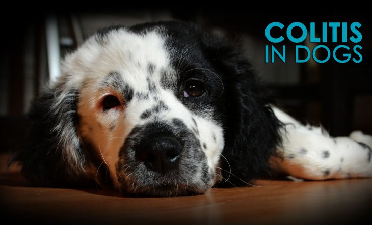 colitis in dogs causes symptoms solutions