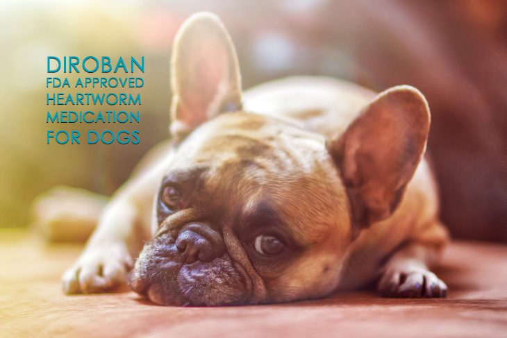 Diroban FDA Approved heartworm medication for dogs