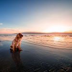 Overall Water Safety Tips for Dogs