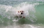 beach safety tips for dogs