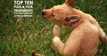 Top Ten Flea & Tick Treatments for Dogs without a Prescription