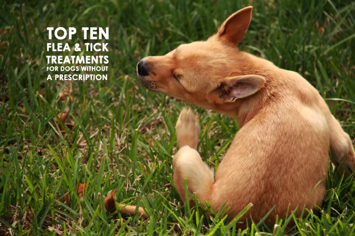 Top Ten Flea & Tick Treatments for Dogs without a Prescription