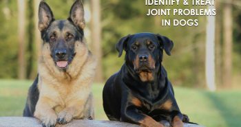 how to identify and treat joint problems in dogs