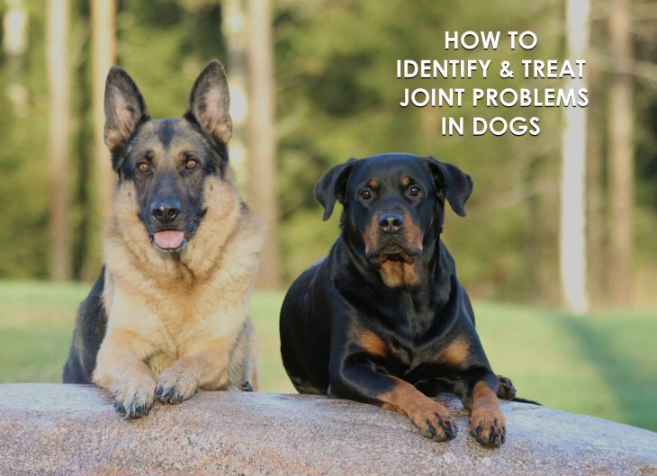 how to identify and treat joint problems in dogs