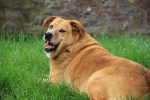 golden-retriever-overweight-joint problems in dogs