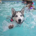 Pool Safety Tips for Dogs