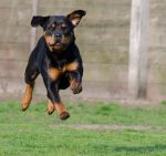 Rottweiler running - joint problems in dogs