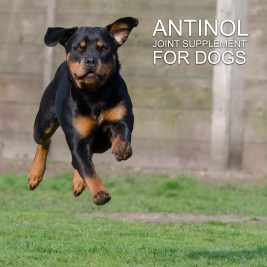 antinol joint supplement dog rottweiler