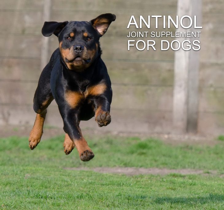antinol joint supplement dog rottweiler
