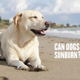 Can Dogs Sunburn?