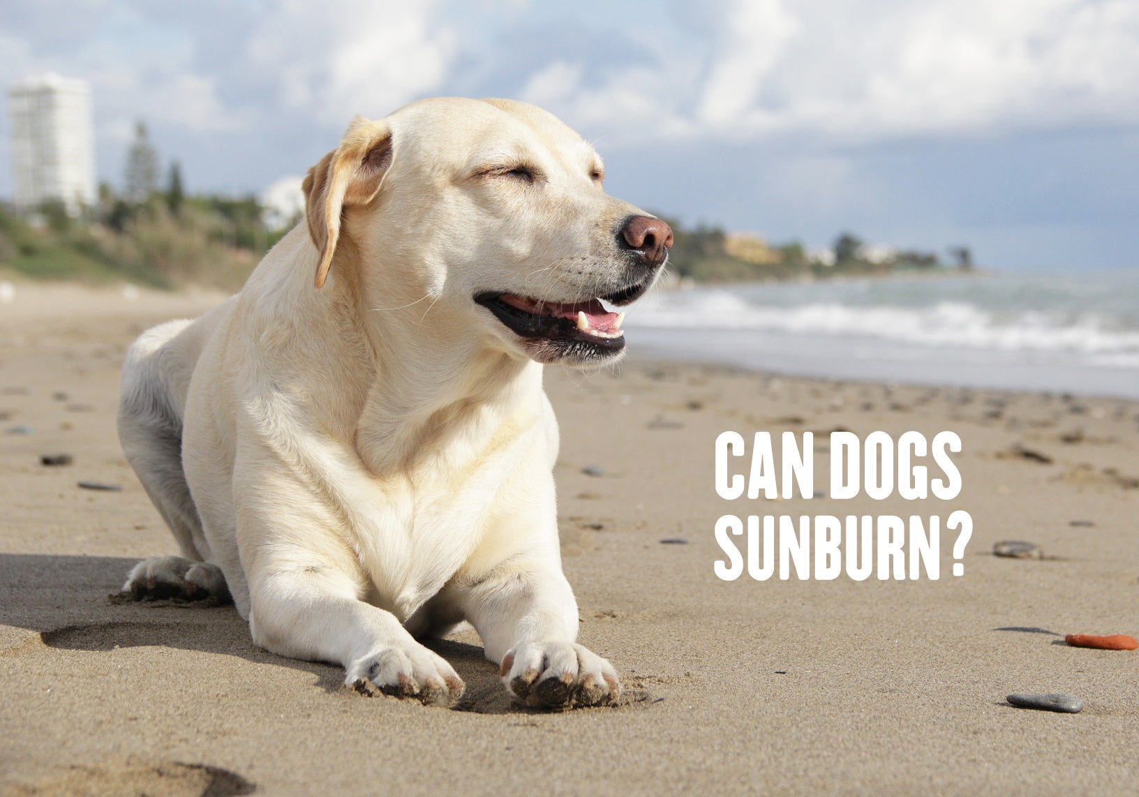 dog nose sunburn treatment