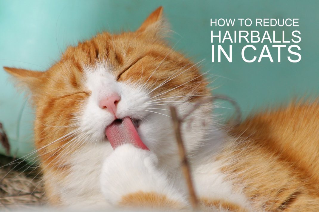How to reduce hairballs in cats