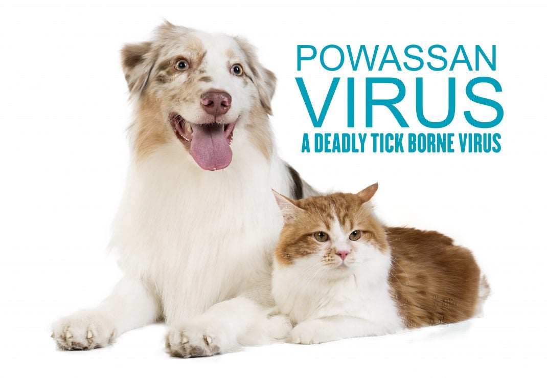 Powassan Virus A Deadly TickBorne Virus Allivet Pet Care Blog