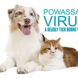 powassan virus deadly tick borne virus