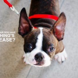 vetoryl cushings disease boston terrier dog
