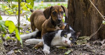 Cat and dog with diabetes