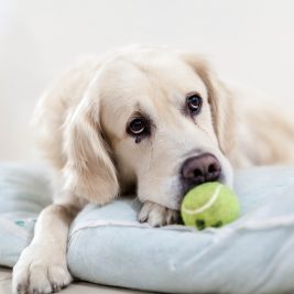 A lonely retriever looking sad with a tennis ball