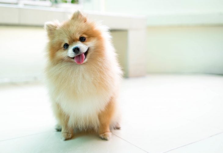 Pomeranian Dog