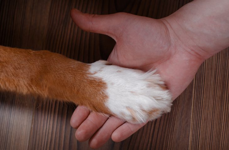 Dog Giving a Helping Hand