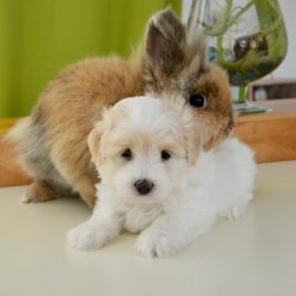 Dog and Bunny