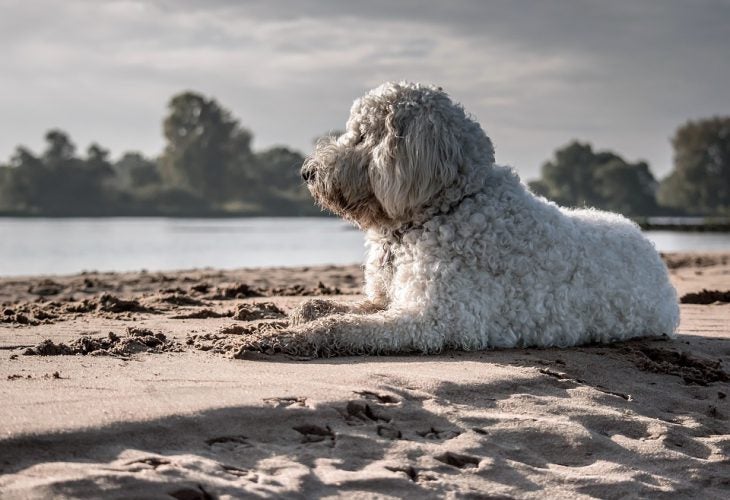 How to Bring Your Dog to the Beach Allivet Pet Care Blog