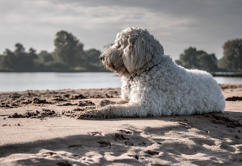 Dog on Beach